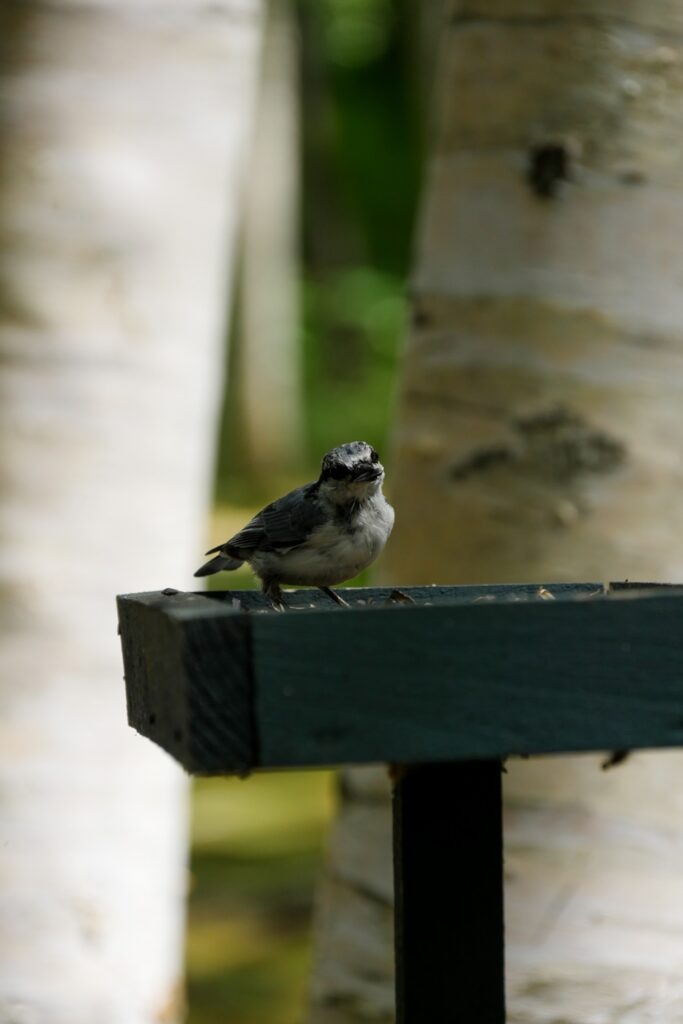 Ein schwarz-weißer Vogel sitzt auf einer Futterstelle und scheint in die Kamera zu gucken.