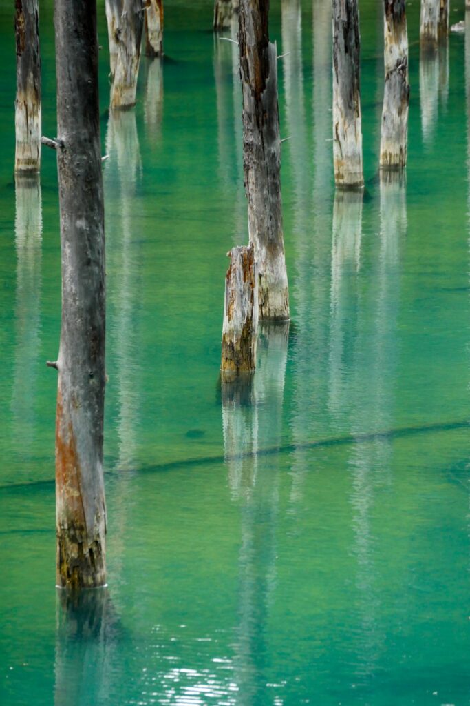 Detailaufnahme der Baumstümpfe und der blauen Färbung des Wassers des Blue Ponds in Hokkaido.