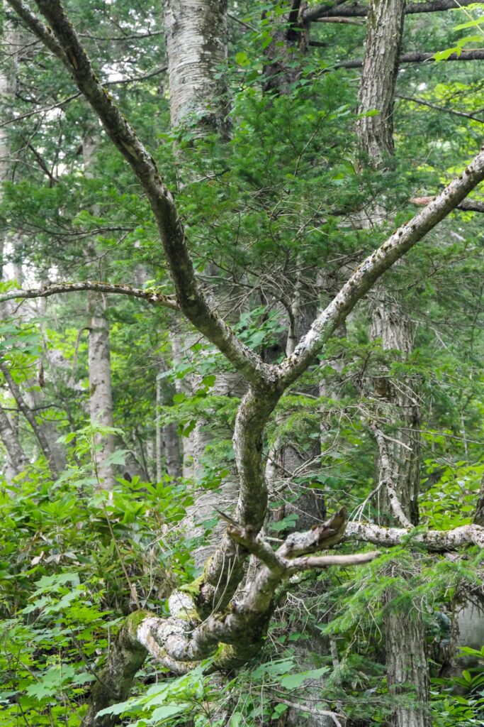 Ast in einem Wald im sommerlichen Hokkaido.
