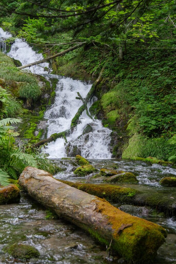Blick auf den Shirohane fudo no taki Wasserfall und einem davor liegenden Baumstamm.