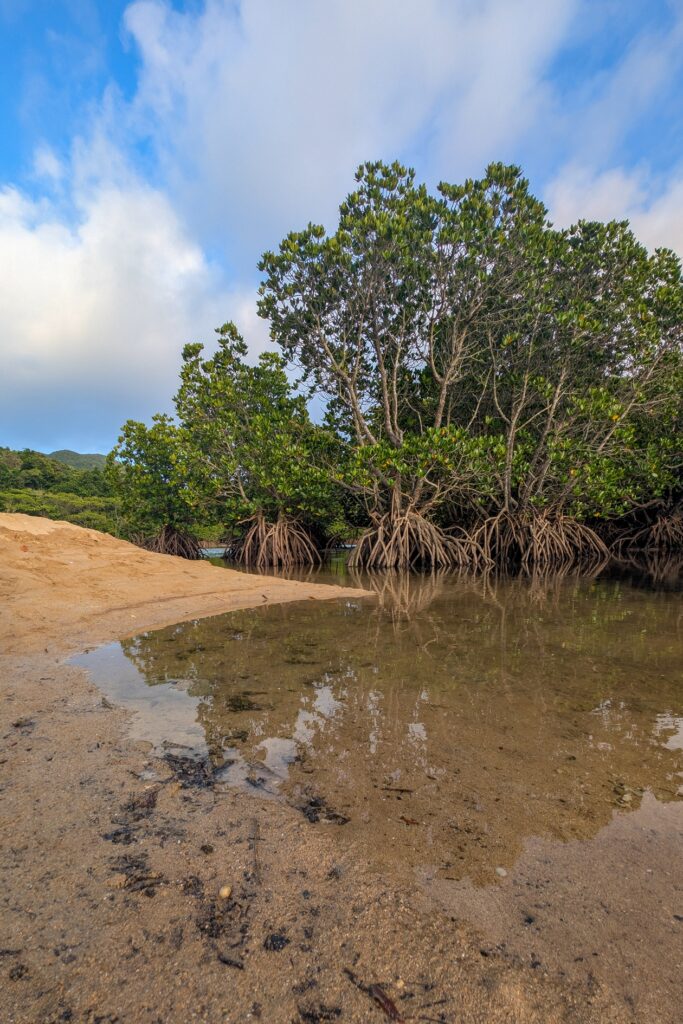 Mangrovenwald in der Fukidogawa River Mangrove Colony.