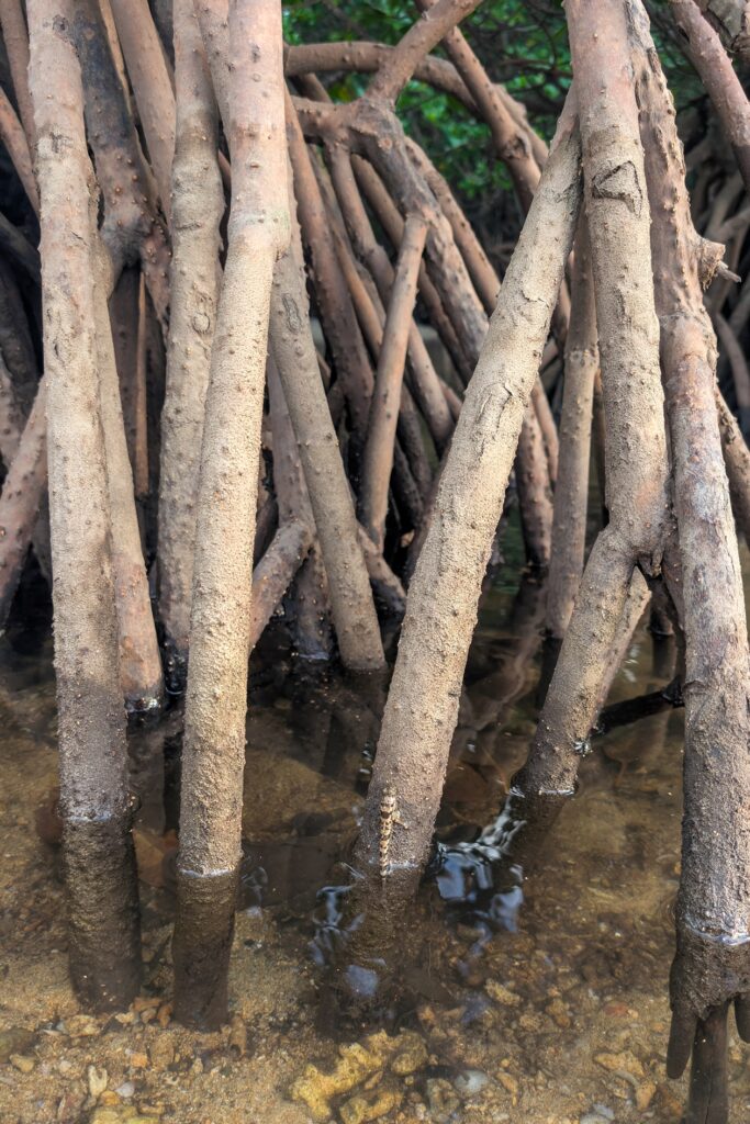 Ein Schlammspringer sitzt auf der Wurzel einer Mangrove im Fukido Fluss auf Ishigaki.