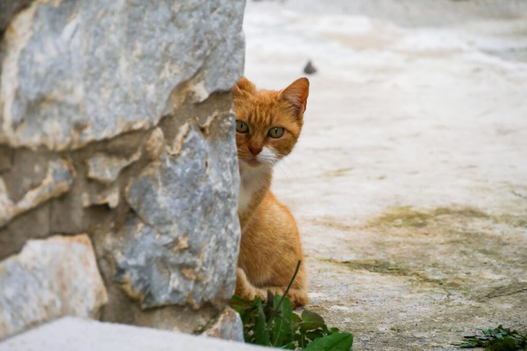 Rote Katze, die hinter einer Steinmauer hervorschaut