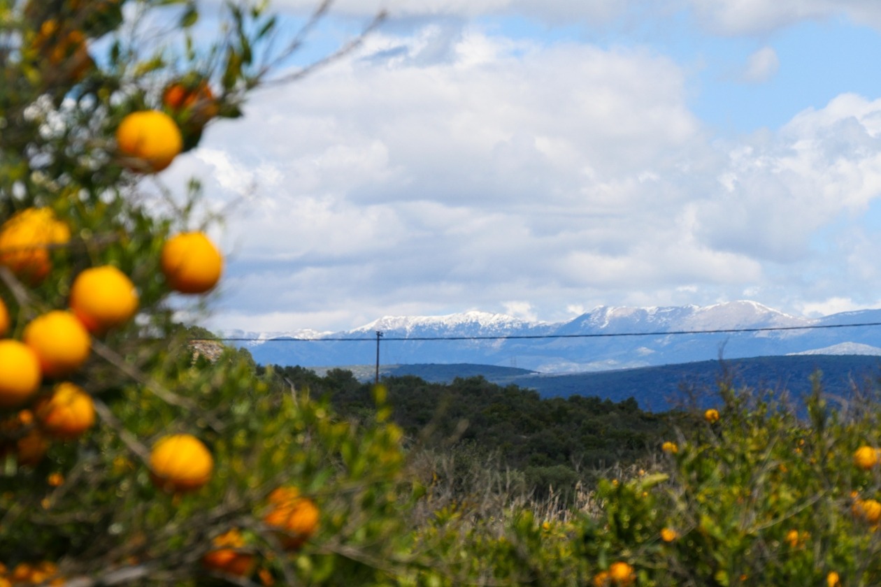 Orangenbaumzweige im Vordergrund mit Bergen und bewölktem Himmel im Hintergrund