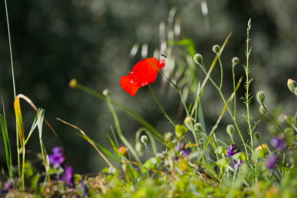 Roter Mohn mit einer Biene auf einem Stängel umgeben von verschiedenen Wildblumen und Gräsern