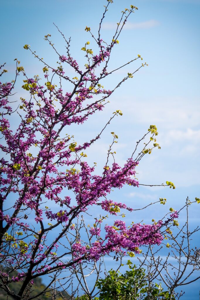 Zweig eines Baums mit rosa Blüten und jungen grünen Blättern vor blauem Himmel