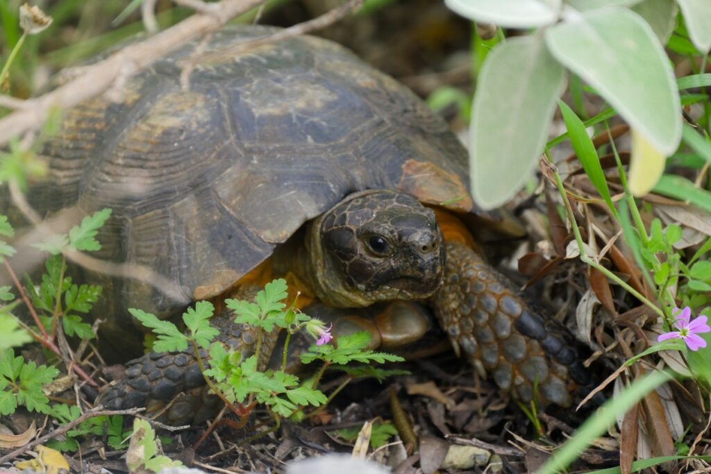 Griechische Landschildkröte die uns bei einer Wanderung auf der Peloponnes im Frühjahr begegnet ist.
