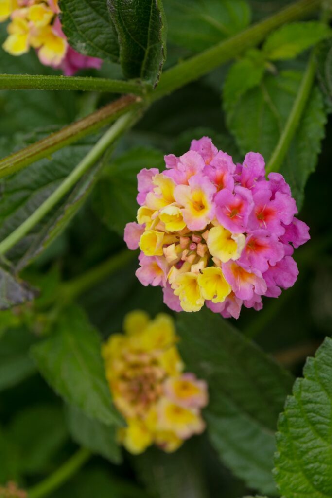Nahaufnahme einer Blüte mit kleinen, gelb-rosa Blütenblättern und grünen Blättern im Hintergrund. Nur eines von vielen Beispielen für die Peloponnes im Frühjahr.
