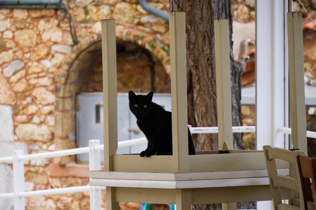 Schwarze Katze sitzt auf einem umgedrehten Stuhl vor einer Steinmauer mit Bogen