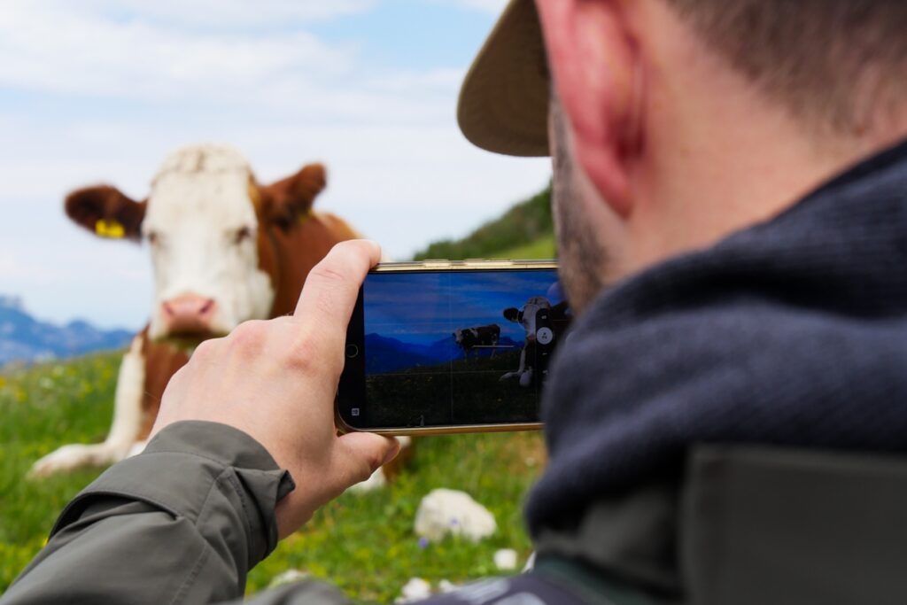 Kuh durchs Handy durch fotografiert