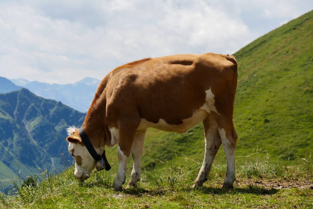 Kuh am Grasen