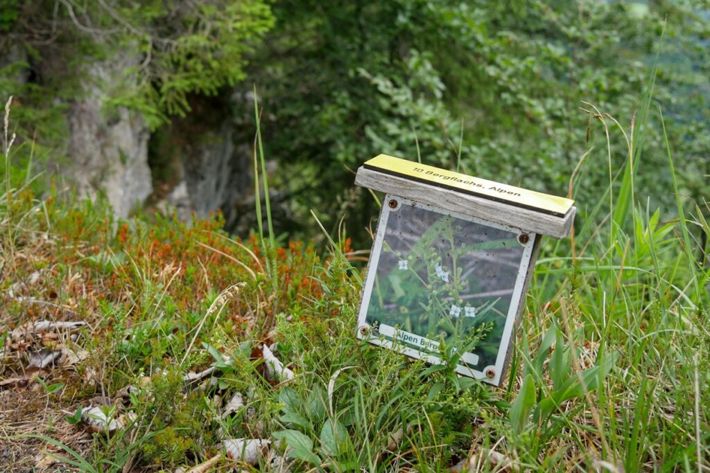 Informationstafel auf der kleinen Rundwanderung auf der Buchsteinwand