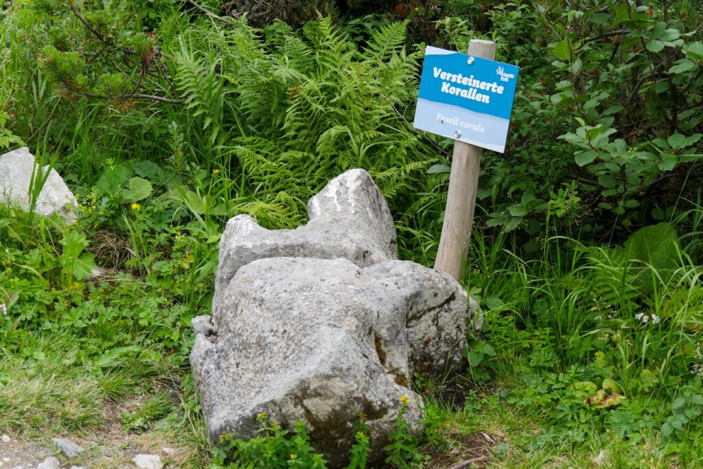 Schild, dass auf versteinerte Korallen auf der Steinplatte hinweist.