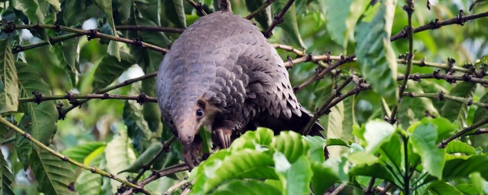 Pangolin in einem Baum in Uganda.