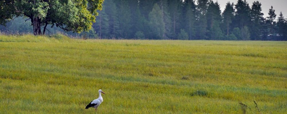 Storch auf einer Wiese im Lahemaa Nationalpark in Estland