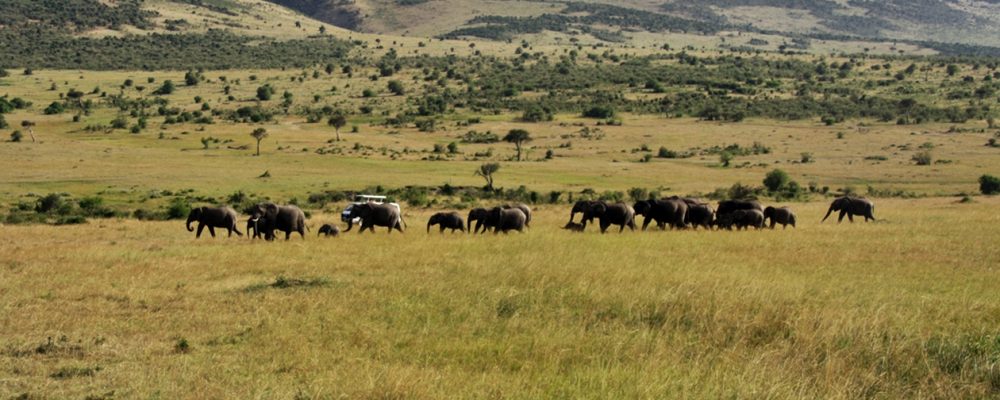 Elefanten ziehen durch die trockene Massai Mara