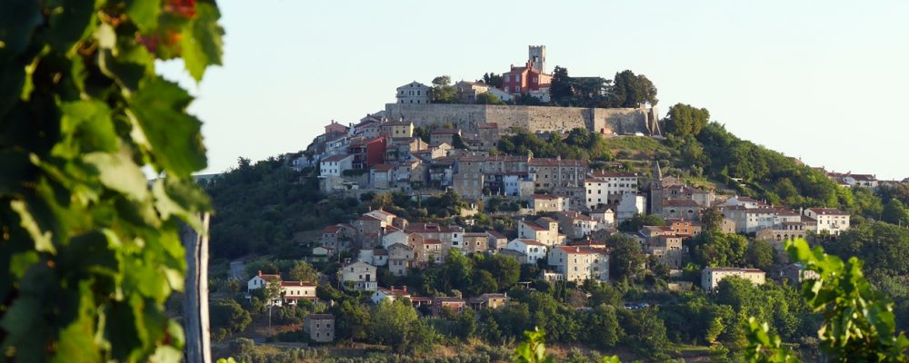 Blick auf die Altstadt von Motovun in Istrien, eingerahmt von einem Weinberg