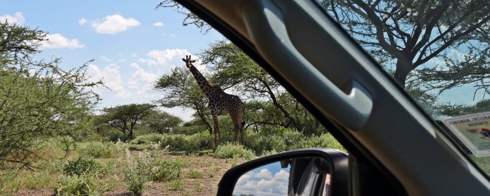 Giraffe fotografiert durchs Autofenster bei einer Selbstfahrerreise durch Kenia
