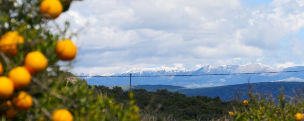 Orangenbaumzweige im Vordergrund mit Bergen und bewölktem Himmel im Hintergrund